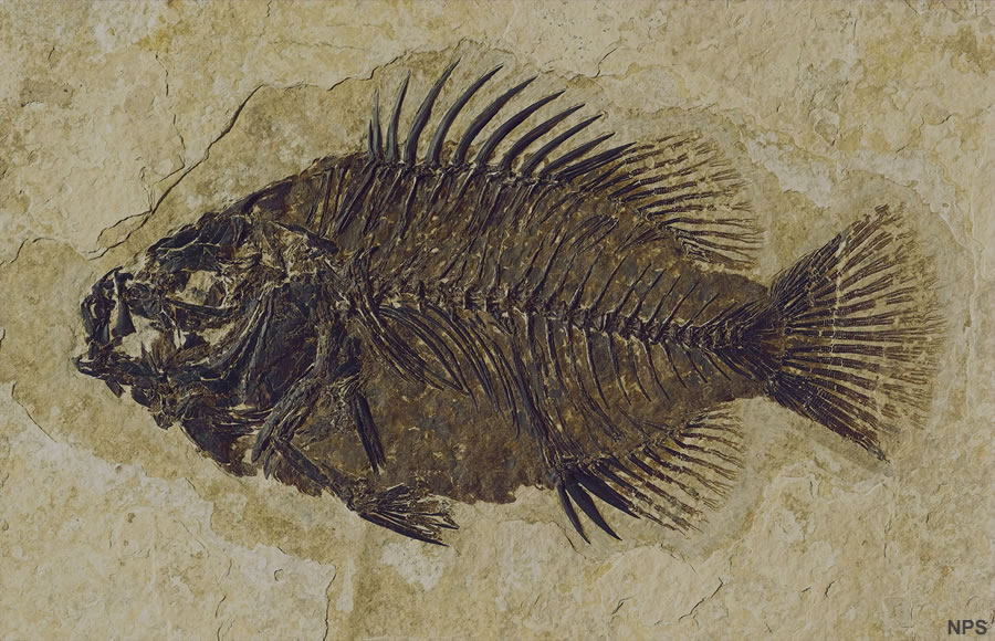 Fossil of a bony fish